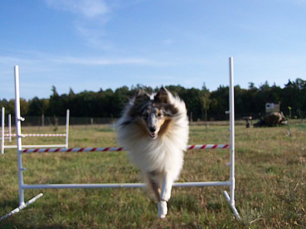 Agility - Lovesome Sheltie - Merlin